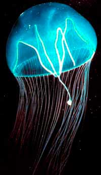 jellyfish