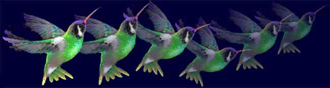 hummingbirds