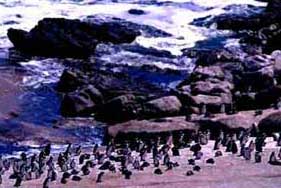 oiled penguin beach